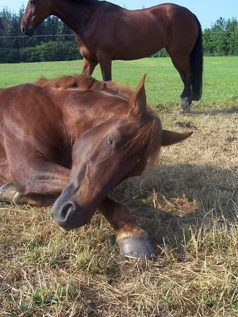 New Forest Mirella Cascarino - Altså min mule klør!! billede 1