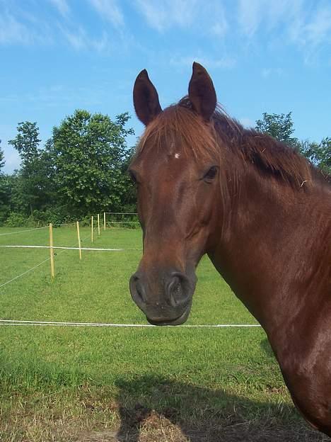 New Forest Mirella Cascarino - Hej med jer er jeg ikke nuttet?? billede 3