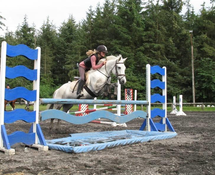 Tysk Sportspony - Halla - Flæske på vej over spring. Den er sød - hvis nogle skulle være  tvivl herom :) billede 15
