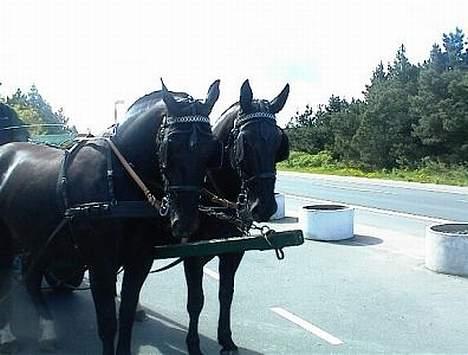 Oldenborg Saphir Nørremark RIP - Taget på en tur til Henne Strand med klassen, hvor nogle af os kørte i hestevogn!  billede 3