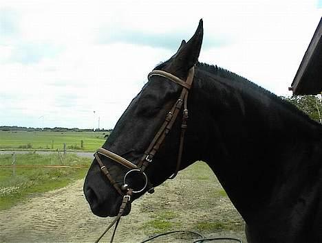 Oldenborg Saphir Nørremark RIP - Træt hest! Det er træsl at skulle stå model...! :-) billede 5