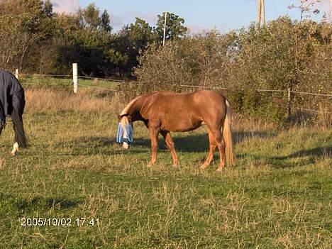 Haflinger Ichavel - Ichavel med flugenet.. :) billede 16