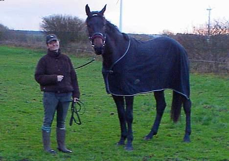 Dansk Varmblod Castello-aflivet - Castello anden gang han er ude og blive longeret :) billede 10