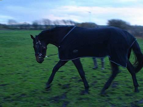 Dansk Varmblod Castello-aflivet - Se hvor fint jeg kan gå ;) billede 11
