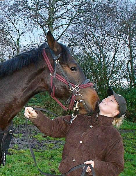 Dansk Varmblod Castello-aflivet - Mut mut  billede 12