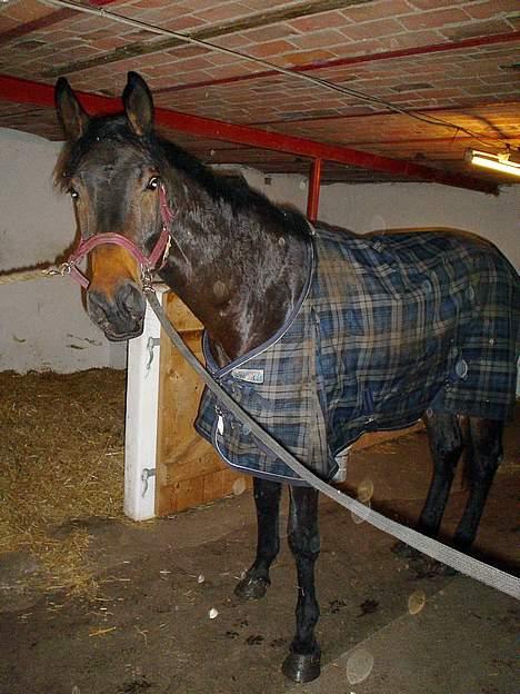 Dansk Varmblod Castello-aflivet - Hvad skal der nu ske?? billede 13