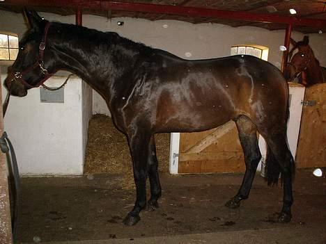 Dansk Varmblod Castello-aflivet - Er han ikke bare lidt lækker  billede 14