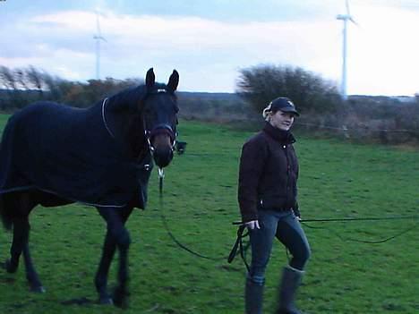 Dansk Varmblod Castello-aflivet - halløj billede 15