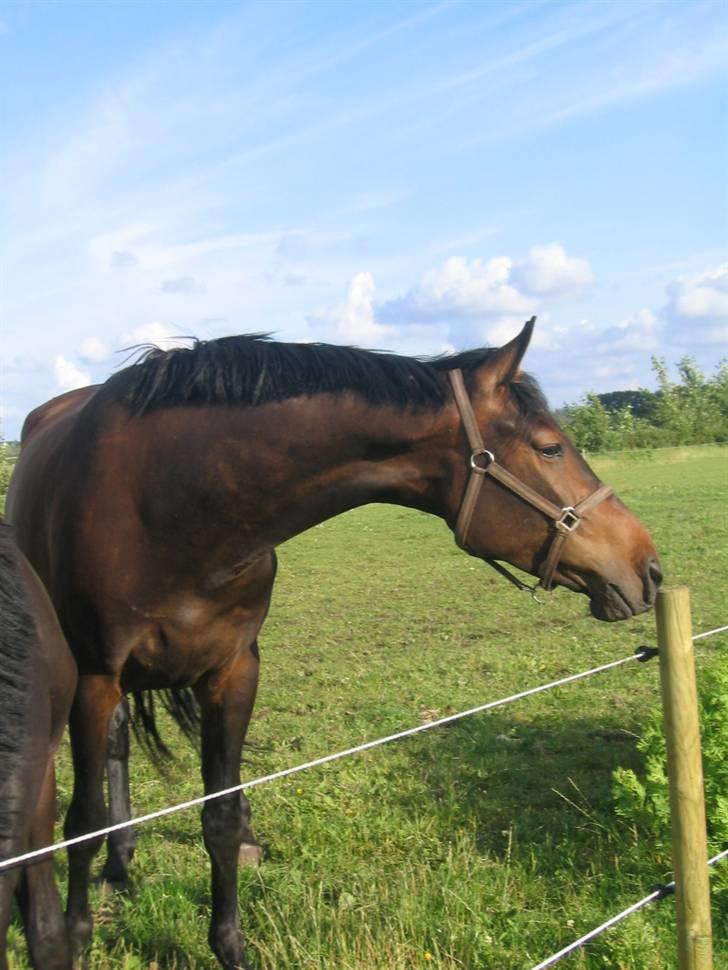 Dansk Varmblod Castello-aflivet billede 16