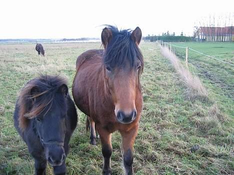 Anden særlig race Jarpur billede 5