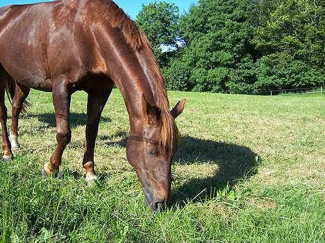 New Forest Mirella Cascarino - Mmmmmmm altid dejligt med en mundfuld mad!! billede 5