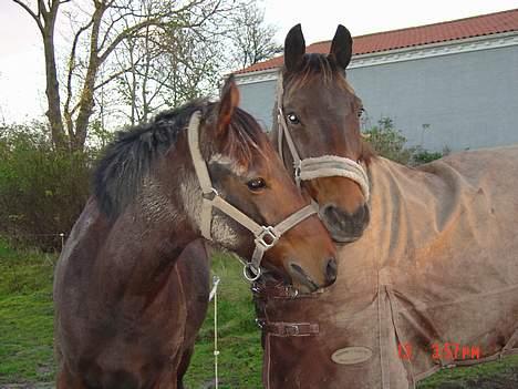 Anden særlig race Casino - sammen med bedstevennen Zuki <3 billede 2