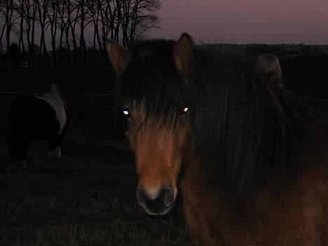 Anden særlig race Jarpur billede 12