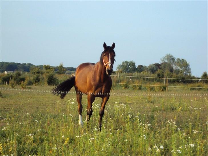 Traver Prince Del (Prins) billede 6