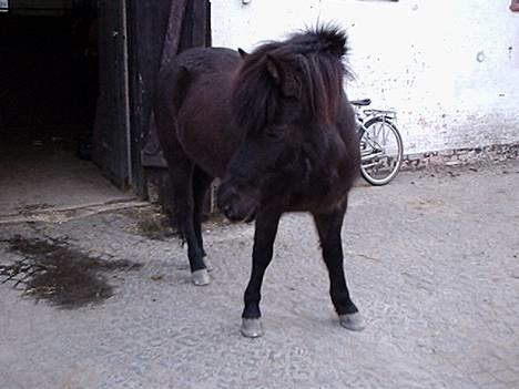 Islænder Kolskör frá Hofsstödum  - Ja det er så min lille engel .. med vinterpels :) billede 13