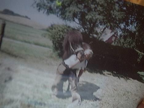 Islænder Kolskör frá Hofsstödum  - Bliver overfaldt , hehe .. billede 16