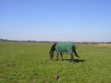 Anden særlig race Candy - Candy på marken ;) billede 4