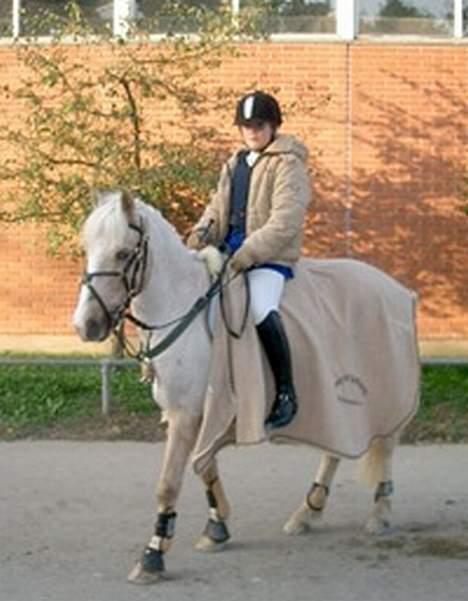 Palomino Harvey billede 6