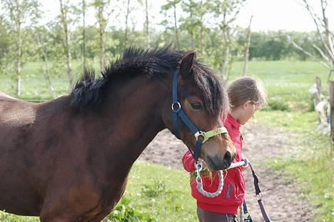 Welsh Pony af Cob-type (sec C) Hedehuses Skipper *R.I.P.* - Skipper og Sarah :D billede 2