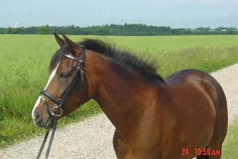 DSP Troldhøjs Nausikaa billede 1