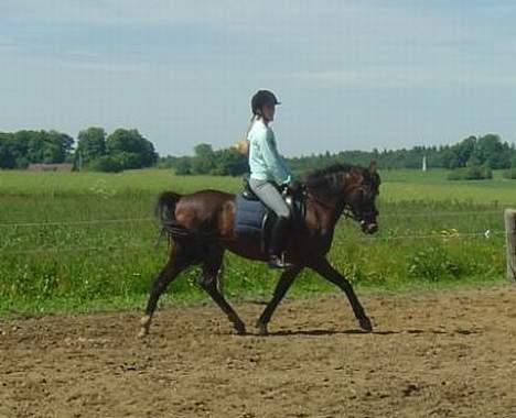 DSP Troldhøjs Nausikaa billede 2