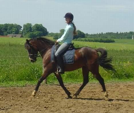 DSP Troldhøjs Nausikaa billede 5