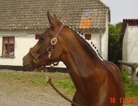 DSP Troldhøjs Nausikaa billede 6