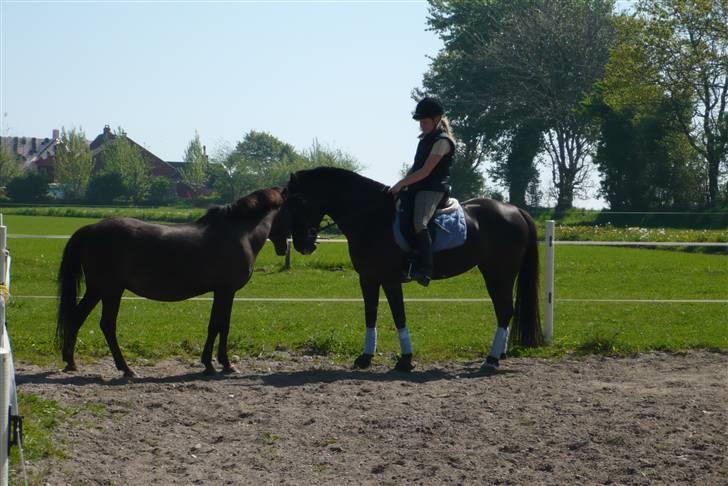 Anden særlig race Stella <'3 * solgt *  - Real love <3 billede 14