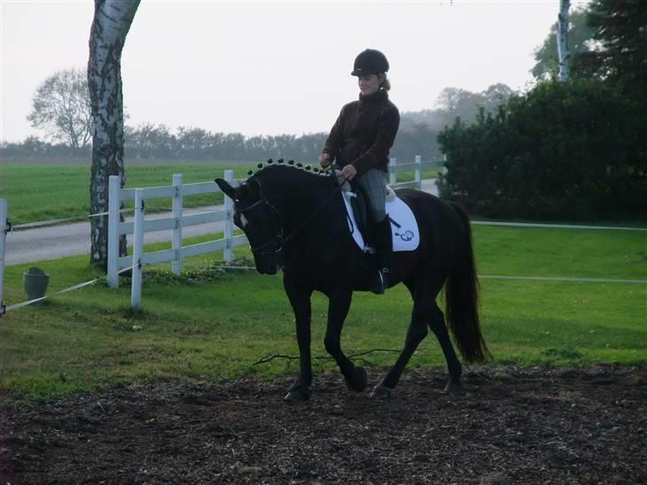 Anden særlig race Stella <'3 * solgt *  - Træning d. 071008 billede 15