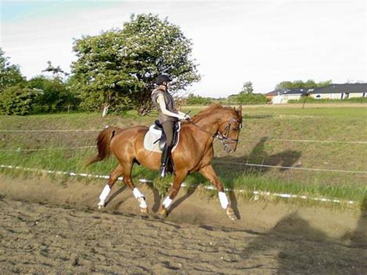 Dansk Varmblod Fedor <3 - elsker det har billede <3 , han ligner jo en hel million <3 . han er godt nok oppe o køre på det har billede <3 . billede 1