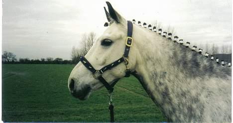 Anden særlig race Silverlea Picasso billede 3