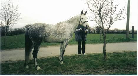 Anden særlig race Silverlea Picasso - Unge og smukke Picasso.  billede 6