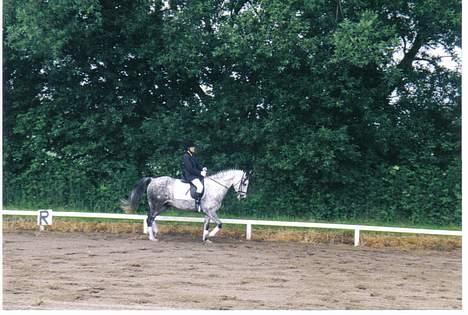 Anden særlig race Silverlea Picasso billede 10