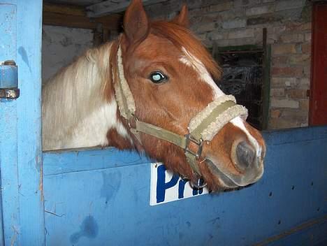 Anden særlig race Prins af Lungeskov  - hej, hej, siger en godt mædt prins billede 2