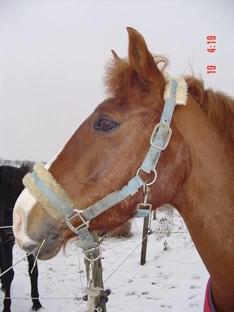 Hollandsk Sportspony Maxwell <,3 - Maxwell <,3 en vinter dag i Januar 06 billede 2