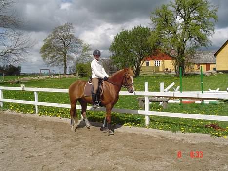 Hollandsk Sportspony Maxwell <,3 - Maxwell . <,3  for en år siden billede 3