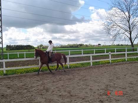 Hollandsk Sportspony Maxwell <,3 - Maxwell. efter jeg har redet ham i 1½ måned billede 4