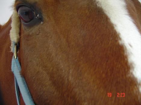 Hollandsk Sportspony Maxwell <,3 - Maxwell <3 ´s øje billede 5