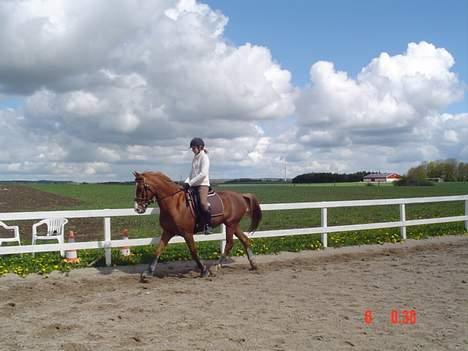 Hollandsk Sportspony Maxwell <,3 - Maxwell <3 billede 6