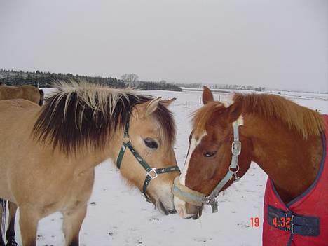 Hollandsk Sportspony Maxwell <,3 - Maxwell & Tulle <33  billede 7