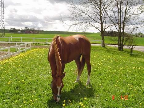 Hollandsk Sportspony Maxwell <,3 - Maxwell <3 Efter en dejlig ride tur , skal man da også belyndes . billede 8