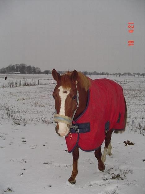 Hollandsk Sportspony Maxwell <,3 - Maxwell <3 dyret i sne vejr billede 9