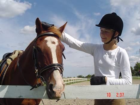 Hollandsk Sportspony Maxwell <,3 - Maxwell <3 &&´ mig billede 10