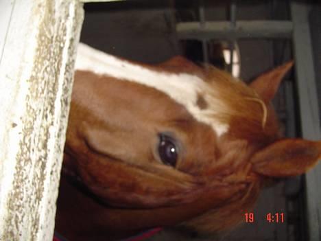 Hollandsk Sportspony Maxwell <,3 - Max i hans box . billede 11