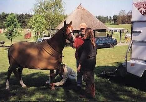 Hollandsk Sportspony Maxwell <,3 - Maxwell <3 hos hans gamle ejer billede 12