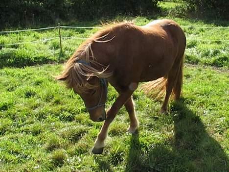 Islænder Fenja billede 6