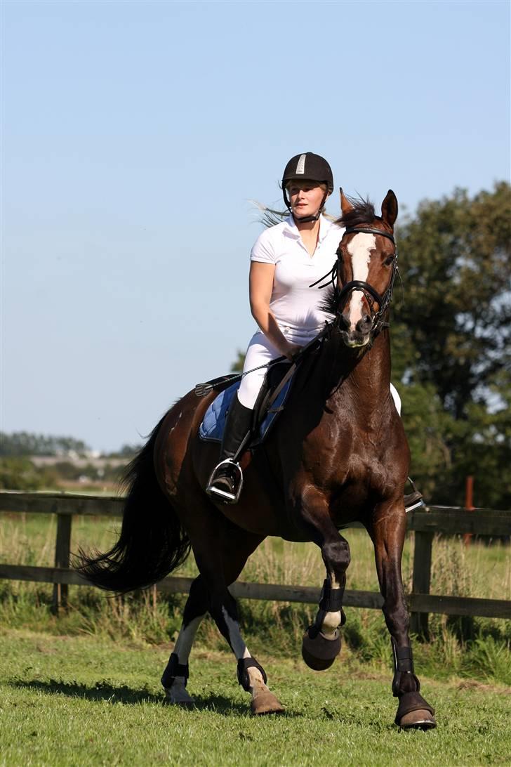 Hollandsk Varmblod Nixon *SOLGT* billede 3