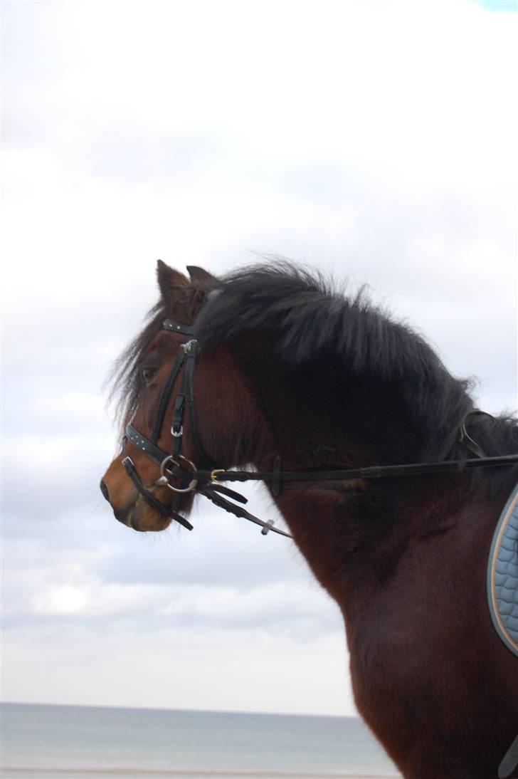 Welsh Pony af Cob-type (sec C) Hedehuses Skipper *R.I.P.* billede 5