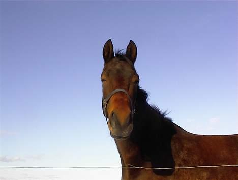 Trakehner Esconit billede 1