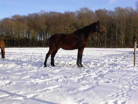 Trakehner Esconit billede 2